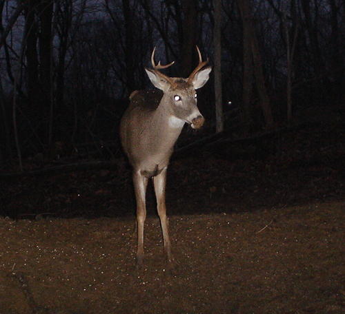 5 point buck